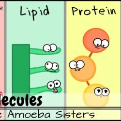 Macromolecules preferred carbohydrates