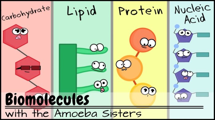 Macromolecules preferred carbohydrates