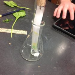 Exploring photosynthesis and plant pigments lab