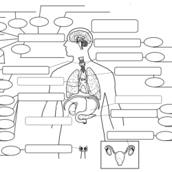 Pituitary hormones hypothalamus hormone endocrine anterior glands dog chart system function peg flow flat made nursing clinical cell between tropic